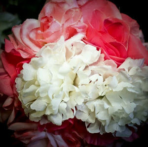 Meet your Posher, Pink lady